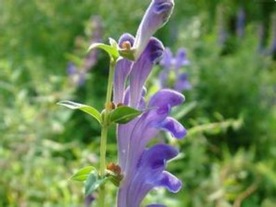 发放中医药宣传册