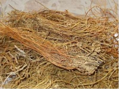 天花粉加工方法的改进1